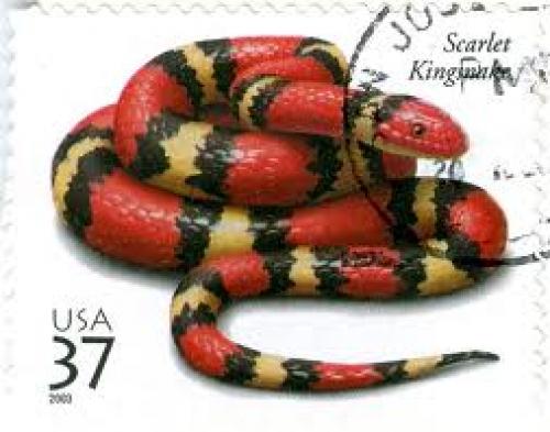 Stamps U.S; 37 cents; Scarlet kingsnake on a US Postage Stamp