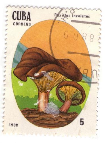 stamp Cuba 1988 Paxillus involutus 