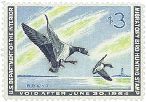 Brant Landing Ducks